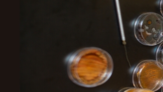 Microrganisms from the Healy research lab