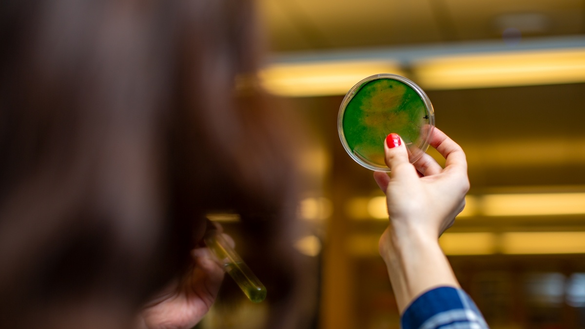  a green and orange filled petridish is held up by a hand
