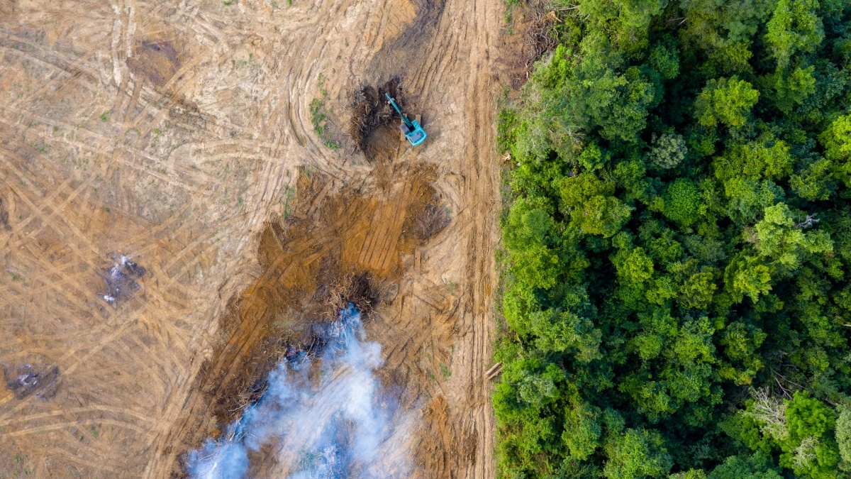 Overhead view of tree line and running water