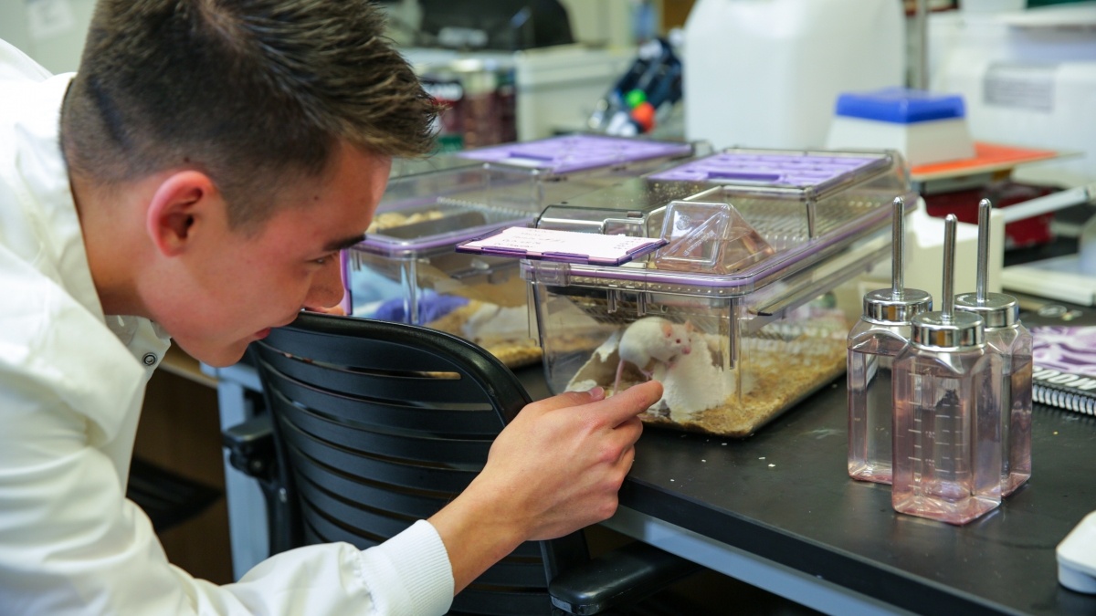 Student checks mice in a lab